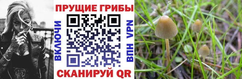 Псилоцибиновые грибы Psilocybe  Купить где  Задонск 